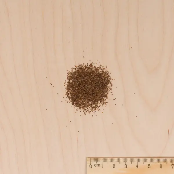 Fleurs - Digitale Excelsior Variée - MEDIA_3D